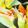 Popeline, florale Motive, gelbtöne, grüntöne, orange